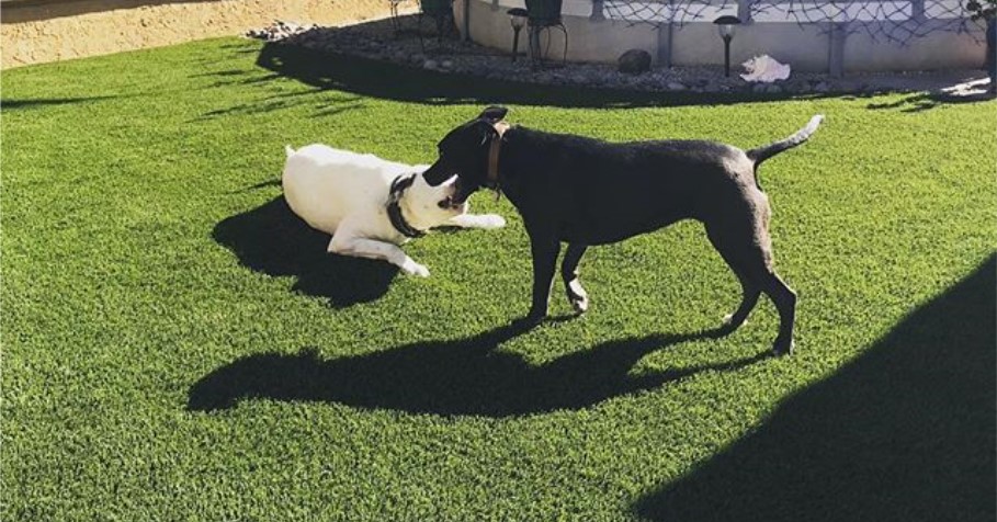 Pet Artificial Grass System, Green-R Turf of Coachella Valley