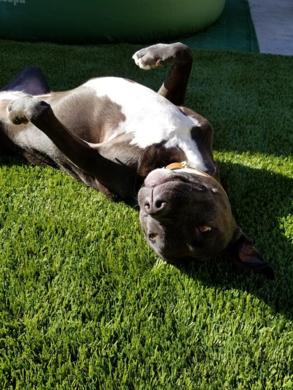 Green-R Turf of Coachella Valley,Artificial Grass & Pavers