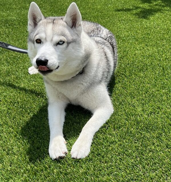 IMG_6764 Artificial Grass Cleaning, Green-R Turf of Coachella Valley