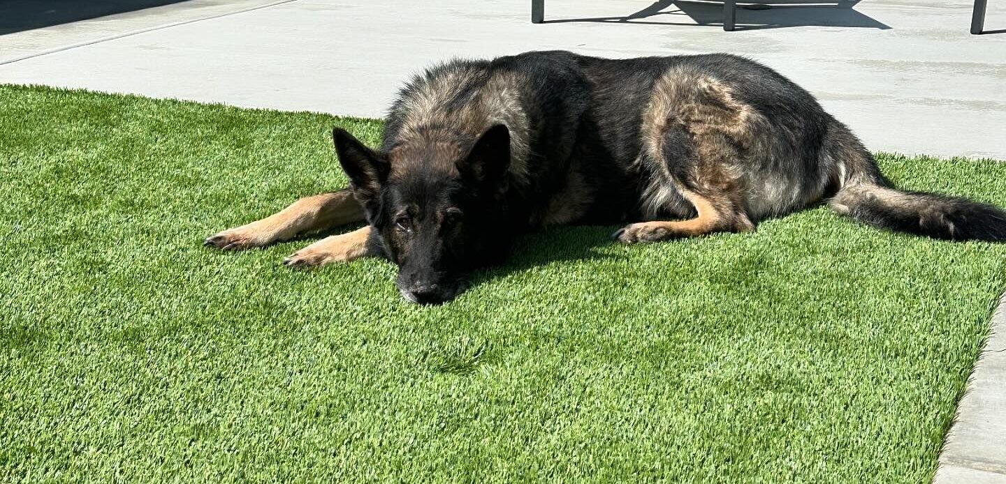 Pet Turf Installation in Yuciapa Pet Artificial Grass System, Green-R Turf of Coachella Valley